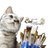 saori* ねことバラを描いてます♪のアイコン