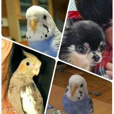 チワワのアロム(12歳)オカメインコのニコちゃん（2017.5.5）がいます。セキセイインコのアラレ（2017.8.15)セキセイインコのガッちゃん捜索中！高校生の娘二人　Budgerigar / Chihuahua / seakayaking /mother of two daughters/