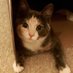 Dorothy O'Donoghue (@dotty1957) Twitter profile photo Dorothy O'Donoghue (@dotty1957) Twitter profile photo