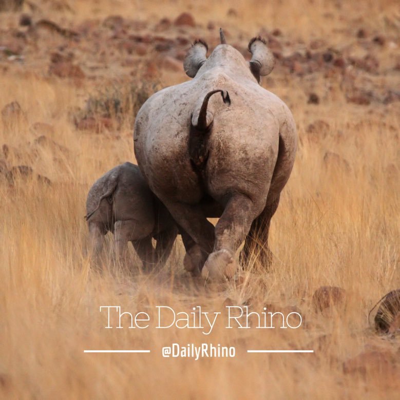 Tweeting your daily dose of everything #Rhino, from the latest #RhinoNews to fun #RhinoFacts.