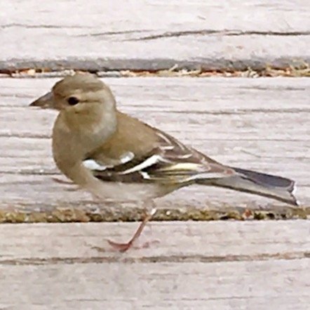 biwako_namaco's profile picture. カラオケ十八番は『星空のディスタンス』。健康過激派。好きな素材は絹とステンレスです。