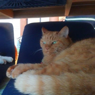 とらねこ宇宙へ Pinocollina Twitter