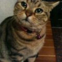 くりんく (@klink_jp) 's Twitter Profile