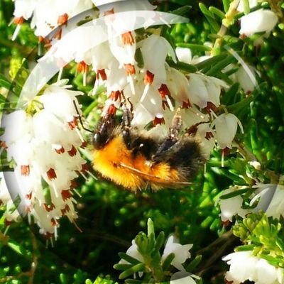 hinairomaruhana's profile picture. 無言フォロー失礼します/生き物好き/社会性ハチ類/iPadのお絵描き、生き物、料理、手芸 等の趣味の話が多くなりそう。ニホントカゲ(とーちゃん♂)飼ってます/#ひないきもの日記 #いきもののお絵かき #ひな料理日記/レオパ飼いたい今日このごろ
※昆虫写真有り