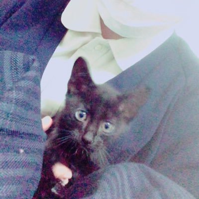 猫が好きです。1匹の猫様とのんびり暮らしています。 るー 様1歳🐈のお付の者が呟きます。