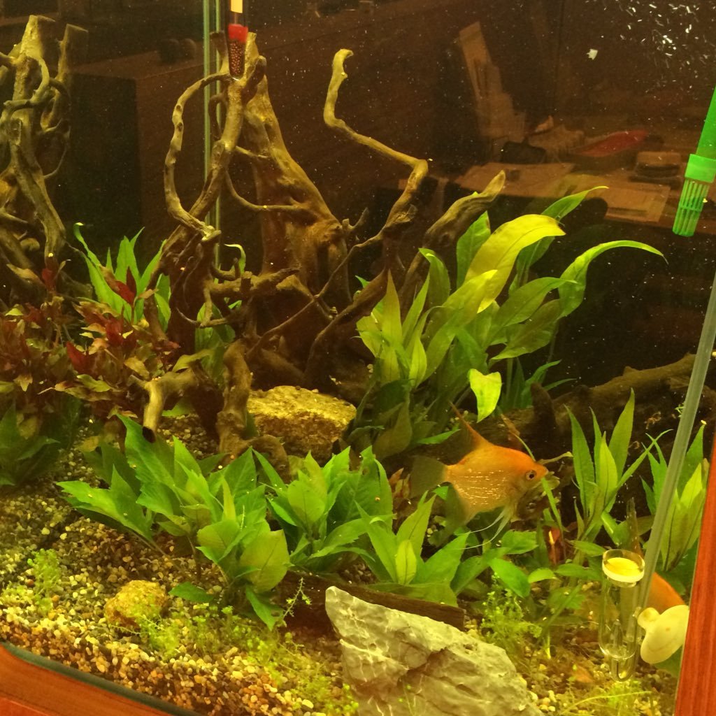 trsu のアバター