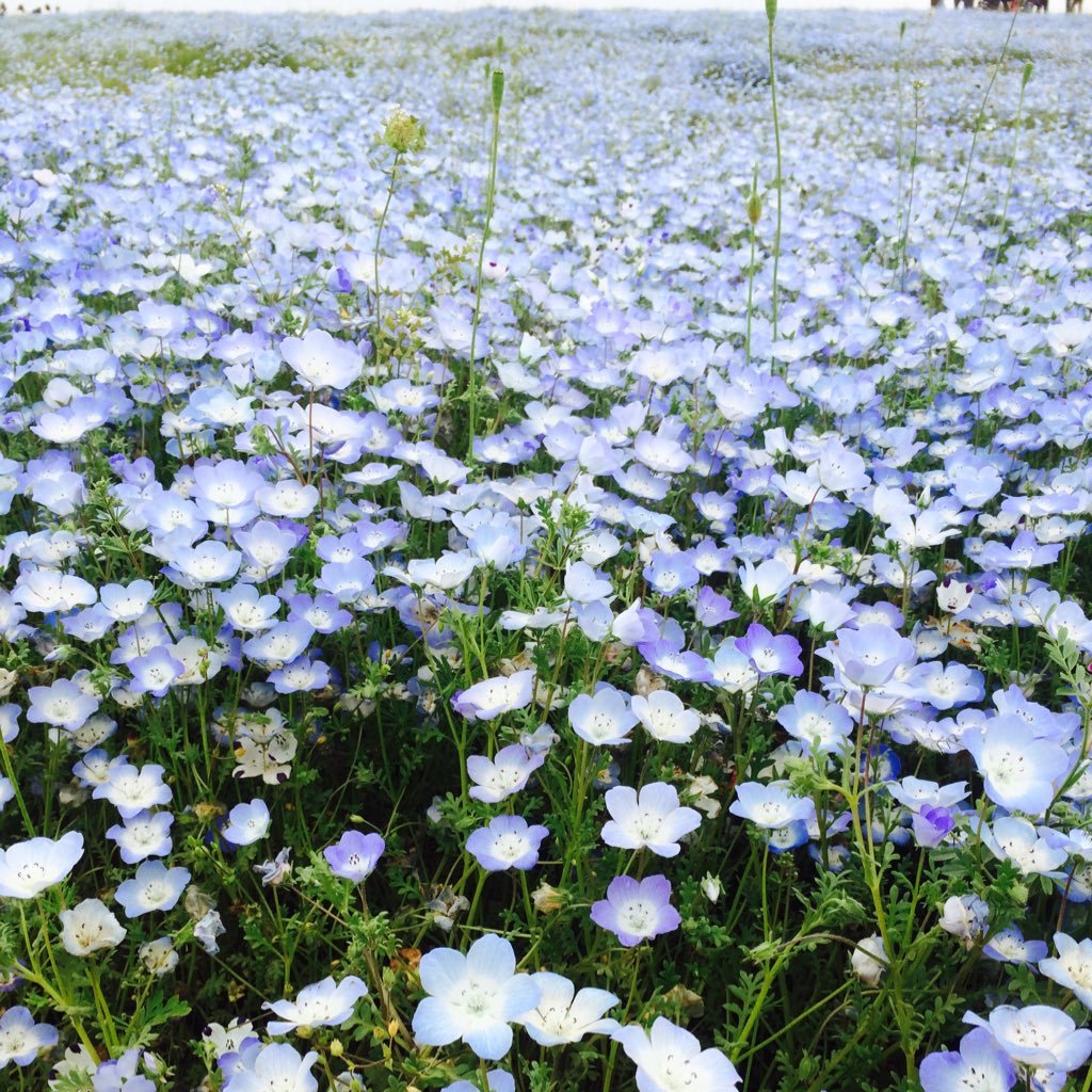 1027Ryuga's profile picture. Aquarium/minecraft/インコ/セキセイインコ #セルお嬢様 元カラオケ店員🎤 →社会人 膀胱炎と副鼻腔炎と胃腸炎と粘液嚢胞はもう二度となりたくない インコ垢→@cell_1216