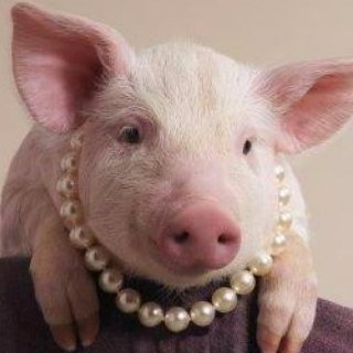 英語とフランス語ができない91年産の豚。名ばかりインハウスデザイナーあるいはエンジニア。