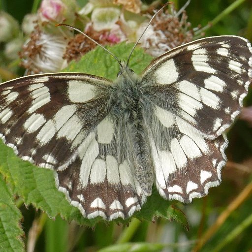 Web Officer & Treasurer for Beds & Northants Butterfly Conservation, photographer & videographer