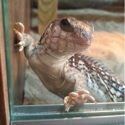 MonsterVivBuild's profile picture. I plan to detail the entire process of the build of my monster viv build from the very start of design through to the very end when the animals are introduced