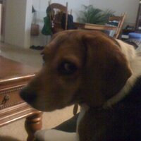 Danna Holzer (@dharmad) 's Twitter Profile