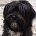 Wilhelmina Wusel (@wuselwilhelmina) Twitter profile photo Wilhelmina Wusel (@wuselwilhelmina) Twitter profile photo