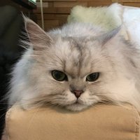 やまねあやの (@yamaneayano) Twitter profile photo