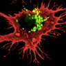 Irishimmunology's profile picture. Representing the Irish Society for Immunology (ISI). Promoting Irish Immunology research and education. Join us at: https://t.co/dVNPn6PaI0