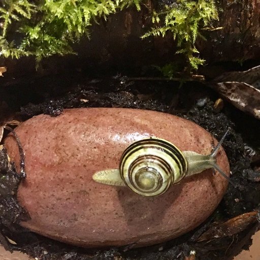 PittMeadowsDayc's profile picture. ChildIndividuality 👧🏾👦🏼 SenseOfWonder 🔎🌤️🌔 EnvironmentalFocus 🌲🌻🐞  CommunityEngagement🤞🏼😃GloballyMinded 🌏🌍🌎 CivicConnections✌🏼❤️ PlaceBased 🦆🦅🦉🐿️🍃🌰🍄🌦️🏞️🌄