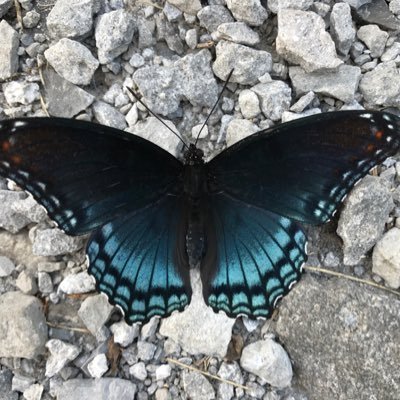 BekahGrace517's profile picture. 