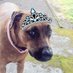 Whose a pretty girl (@pooperprincess) Twitter profile photo