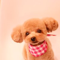 marukame (@chie_tokairin) 's Twitter Profile Photo