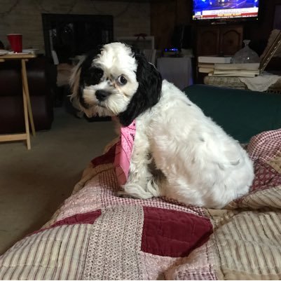 LeahRaeLeahRae's profile picture. I am 1st a Believer in Jesus Christ, the son of the living GOD...wife of 45 years,proud mom and grandmother....retired kinder teacher. Trump supporter by far!!