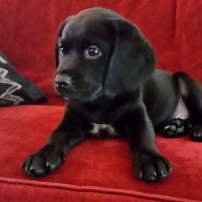 hakanahmetb's profile picture. Proud dad to 3 boys.
Just trying to do the best i can!! in the style of Dennis Berkamp.