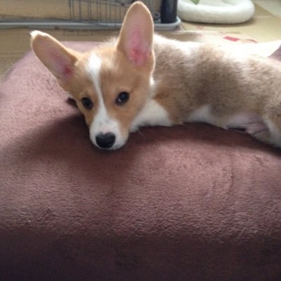 chawan_wanwan's profile picture. どーも。茶碗っていいます。2015.10.15生まれ。四国で誕生。
勝手にフォローお許しをm(._.)m