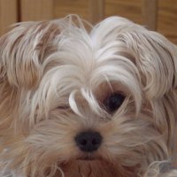 Kon (@embpatchino) 's Twitter Profile