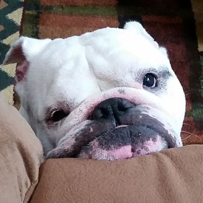 kristinmarie02's profile picture. Mom. Teacher. Lover of Football.