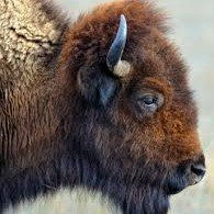 PPPioneer's profile picture. Liberal, likes long walks on the beach...