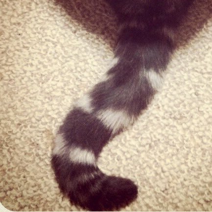 nekoi_goods's profile picture. 30↑/グッズ中心垢/基本同日発送交換/ゆうちょ・PayPay対応/初見無挨拶タメ口の方お断り/反応遅い時もあるのでご勘弁を/ 刀剣:五虎退薬研(面影) 中心