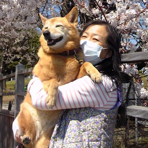 10歳になるmix犬茶々と暮らしています。新しく虚血性皮膚炎との診断(前はループス爪異栄養症)9歳の1年は肉球からの出血との戦いでした。名医と巡り合って楽になれました。茶々のご飯と投薬、足湯が夫の仕事です。クルマ散歩、靴下は卒業しました。抱っこした写真は、先代アキと最後の桜🌸を見た時のものもう10年前