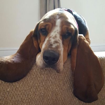 A rescued Bassetthound Love a bit of Rush Tull The Alarm Dexys B.A.D. Julian Cope. Ex Lead Singer for Rock band #rockdogs Founding member #BABS.OTRB 5/5/16