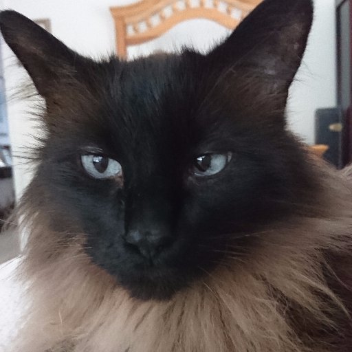 Mochalover_Trph's profile picture. I play mostly Hearts of Iron 4 on my channel.