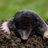 Heyford Moles(@ianthemoleman1) 's Twitter Profile Photo