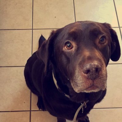 SuzieTheDogMate's profile picture. I bark Barking