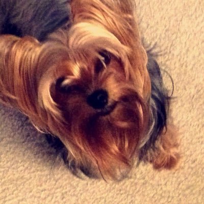 puppyizzy10's profile picture. Hi my names Izzy I am a yorky and have the best owners! I love to play, and I'm VERY spoiled😙❤️