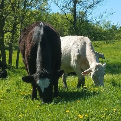 Cahiira's profile picture. Sweden born and living in MN USA since 2012. I raise black angus cattle but also have dogs, horses and turtles.
When life sucks, go watch clouds. ❤