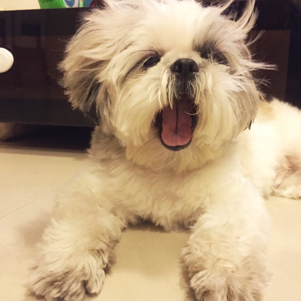 shihtzunutty's profile picture. #Shihtzu from #Mumbai. Co-founder & CPaw (Chief Paw-fficer) of @nuttysden. My mission is to make the world a happier place, 1 tail wag at a time