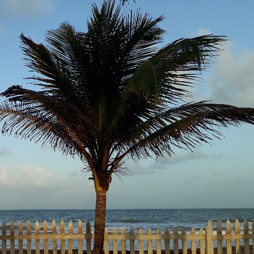 CoconutTreeTnT's profile picture. I'm just a short coconut tree from mayaro.
