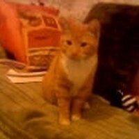 Tariro (@ettie2009) 's Twitter Profile