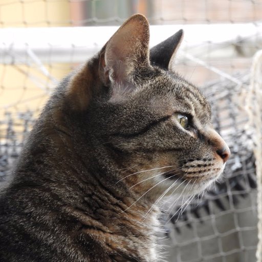 シロチョウなので、好物はアブラナ科の葉っぱです。

猫、蝶、野鳥、野草。野鳥は6年目に入りました。身近な野鳥の面白い行動などに特に興味があります。好きな鳥はアオサギ、ゴイサギ、イソヒヨドリ、ノビタキ、カラスの仲間などの身近な鳥。動画多めです。