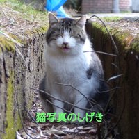 猫写真のしげき(猫散策再開しますた🐱)(@shigeki_cat) 's Twitter Profile Photo