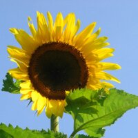 Jennifer Tripp (@drtrpp) 's Twitter Profile