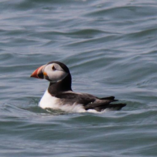 #Wildlife and #Sightseeing cruises from #Beaumaris aboard MCA-certified Island Princess. Accredited wildlife-safe operator. Book at https://t.co/eeTaMmxnm4