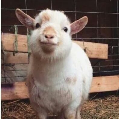 mehmehcute's profile picture. inactive-land