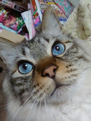 アクルさんのプロフィール画像