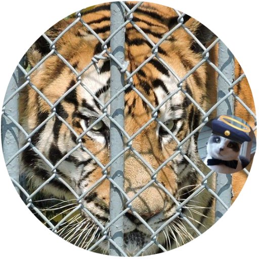 TonyTiger2000 Profile Picture