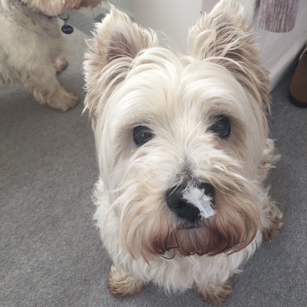 put_kettleon's profile picture. Walking the dog, bit of cycling, lakes swimming and tea by the bucket, is it cake 'o' clock yet??