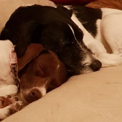 threedogs77's profile picture. 