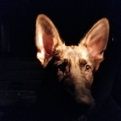 Hanniba54216773's profile picture. MMA NFL Politics