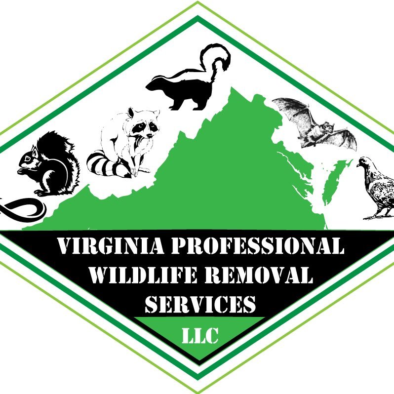 We are a local wildlife removal & pest control company providing Bat Removal, Raccoon Removal & Squirrel Removal Services in Virginia.